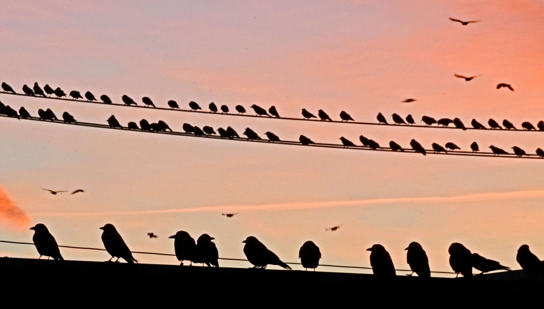 Crows